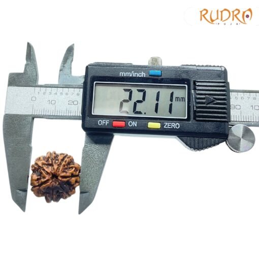 7-Mukhi-Nepal-Rudraksha-22.11Mm-Op-C.jpg
