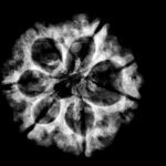 7-Mukhi-Nepal-Rudraksha-22.24Mm.jpg