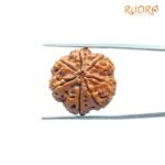 7-Mukhi-Nepal-Rudraksha-22.24Mm-Bp-C.jpg