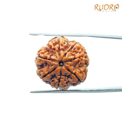 7-Mukhi-Nepal-Rudraksha-22.24Mm-Fp-C.jpg