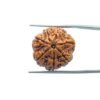 7-Mukhi-Nepal-Rudraksha-22.24Mm-Mp-C.jpg