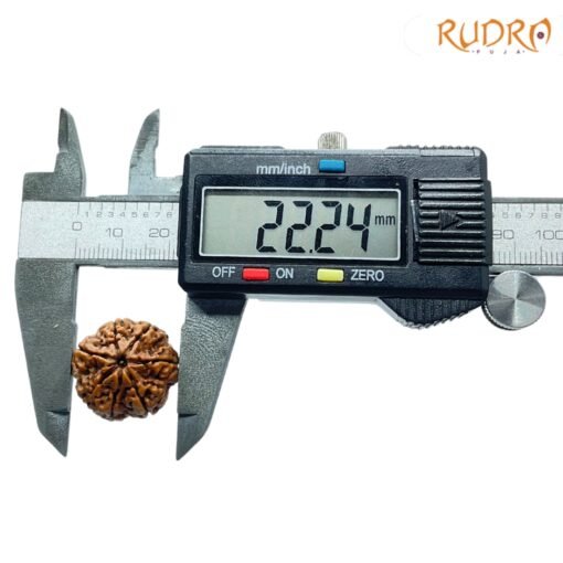 7-Mukhi-Nepal-Rudraksha-22.24Mm-Op-C.jpg