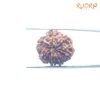 7-Mukhi-Nepal-Rudraksha-22.26Mm-Bp-C.jpg