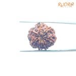 7-Mukhi-Nepal-Rudraksha-22.26Mm-Bp-C.jpg