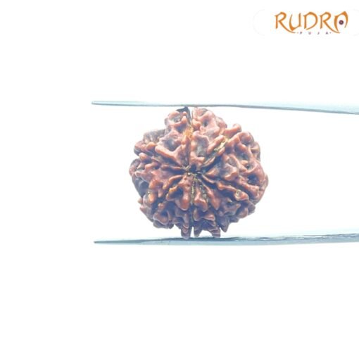 7-Mukhi-Nepal-Rudraksha-22.26Mm-Bp-C.jpg