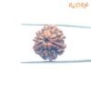 7-Mukhi-Nepal-Rudraksha-22.26Mm-Fp-C.jpg