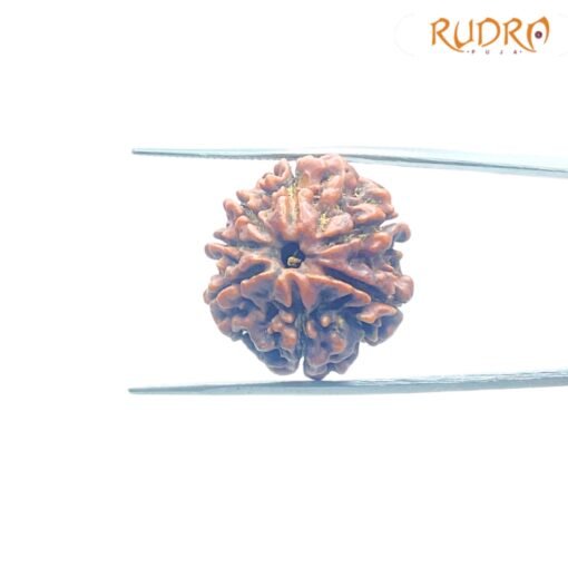 7-Mukhi-Nepal-Rudraksha-22.26Mm-Fp-C.jpg