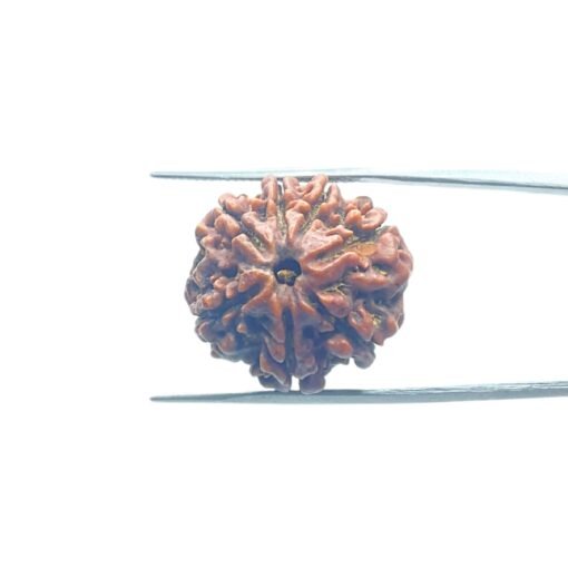 7-Mukhi-Nepal-Rudraksha-22.26Mm-Mp-C.jpg