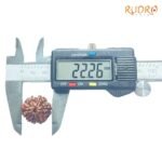 7-Mukhi-Nepal-Rudraksha-22.26Mm-Op-C.jpg