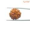 7 Mukhi Nepal Rudraksha (22.27Mm) 14 7-Mukhi-Nepal-Rudraksha-22.27Mm-Bp-C.jpg