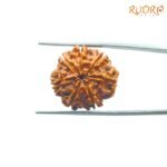 7-Mukhi-Nepal-Rudraksha-22.27Mm-Bp-C.jpg