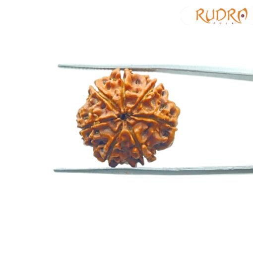 7-Mukhi-Nepal-Rudraksha-22.27Mm-Bp-C.jpg