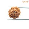 7 Mukhi Nepal Rudraksha (22.27Mm) 13 7-Mukhi-Nepal-Rudraksha-22.27Mm-Fp-C.jpg