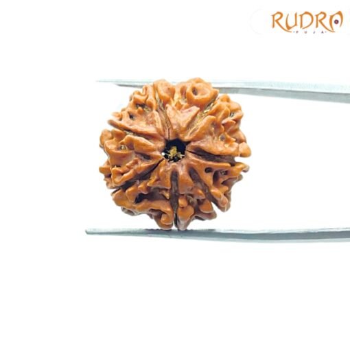 7-Mukhi-Nepal-Rudraksha-22.27Mm-Fp-C.jpg