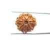 7-Mukhi-Nepal-Rudraksha-22.27Mm-Mp-C.jpg