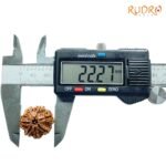 7-Mukhi-Nepal-Rudraksha-22.27Mm-Op-C.jpg