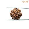 7-Mukhi-Nepal-Rudraksha-22.31Mm-Bp-C.jpg