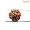 7-Mukhi-Nepal-Rudraksha-22.31Mm-Fp-C.jpg