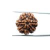 7-Mukhi-Nepal-Rudraksha-22.31Mm-Mp-C.jpg
