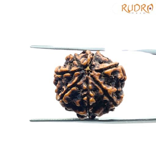 7-Mukhi-Nepal-Rudraksha-22.32Mm-Bp-C.jpg