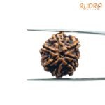 7-Mukhi-Nepal-Rudraksha-22.32Mm-Fp-C.jpg