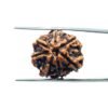7-Mukhi-Nepal-Rudraksha-22.32Mm-Mp-C.jpg