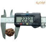 7-Mukhi-Nepal-Rudraksha-22.32Mm-Op-C.jpg