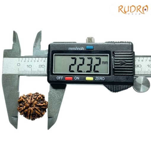 7-Mukhi-Nepal-Rudraksha-22.32Mm-Op-C.jpg