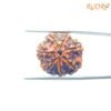 7 Mukhi Nepal Rudraksha (22.37Mm) 13 7-Mukhi-Nepal-Rudraksha-22.37Mm-Bp-C.jpg