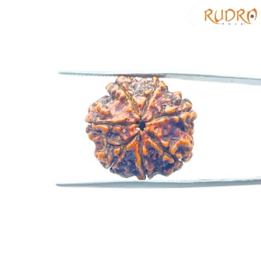 7-Mukhi-Nepal-Rudraksha-22.37Mm-Bp-C.jpg