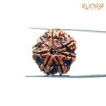 7-Mukhi-Nepal-Rudraksha-22.37Mm-Fp-C.jpg