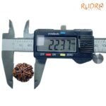 7-Mukhi-Nepal-Rudraksha-22.37Mm-Op-C.jpg