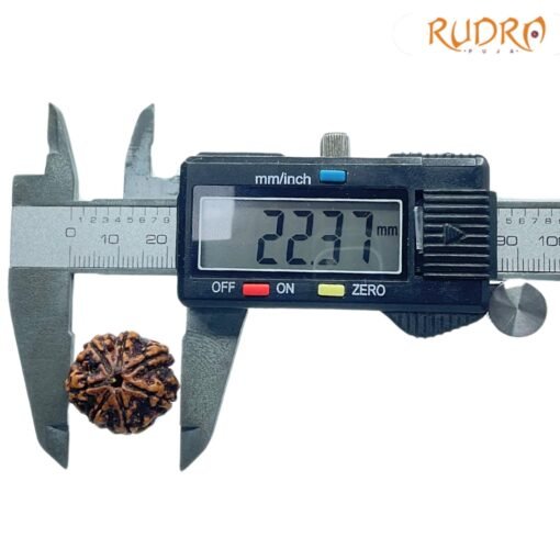 7-Mukhi-Nepal-Rudraksha-22.37Mm-Op-C.jpg