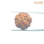 7-Mukhi-Nepal-Rudraksha-22.43MM-BP-C.jpg