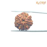 7-Mukhi-Nepal-Rudraksha-22.43MM-FP-C.jpg