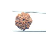 7-Mukhi-Nepal-Rudraksha-22.43MM-MP-C.jpg