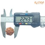7-Mukhi-Nepal-Rudraksha-22.43MM-OP-C.jpg