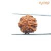 7 Mukhi Nepal Rudraksha (22.48Mm) 14 7-Mukhi-Nepal-Rudraksha-22.48Mm-Bp-C.jpg