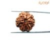 7 Mukhi Nepal Rudraksha (22.48Mm) 13 7-Mukhi-Nepal-Rudraksha-22.48Mm-Fp-C.jpg