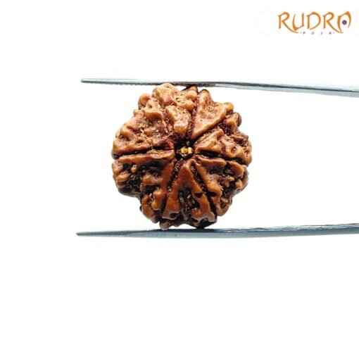 7-Mukhi-Nepal-Rudraksha-22.48Mm-Fp-C.jpg