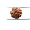 7-Mukhi-Nepal-Rudraksha-22.48Mm-Mp-C.jpg