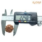 7-Mukhi-Nepal-Rudraksha-22.48Mm-Op-C.jpg
