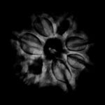 7-Mukhi-Nepal-Rudraksha-22.48Mm-X-Ray.jpg