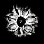 7-Mukhi-Nepal-Rudraksha-22.56Mm-X-Ray.jpg