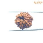 7-Mukhi-Nepal-Rudraksha-22.58Mm-Bp-C.jpg