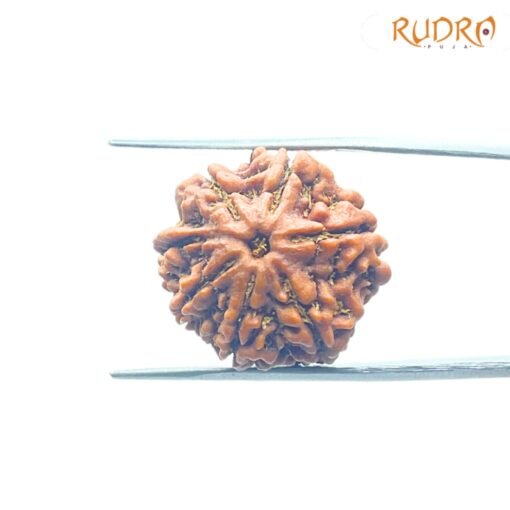 7-Mukhi-Nepal-Rudraksha-22.58Mm-Fp-C.jpg