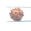 7-Mukhi-Nepal-Rudraksha-22.58MM-MP-C.jpg