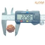 7-Mukhi-Nepal-Rudraksha-22.58Mm-Op-C.jpg