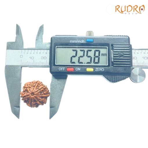7-Mukhi-Nepal-Rudraksha-22.58Mm-Op-C.jpg