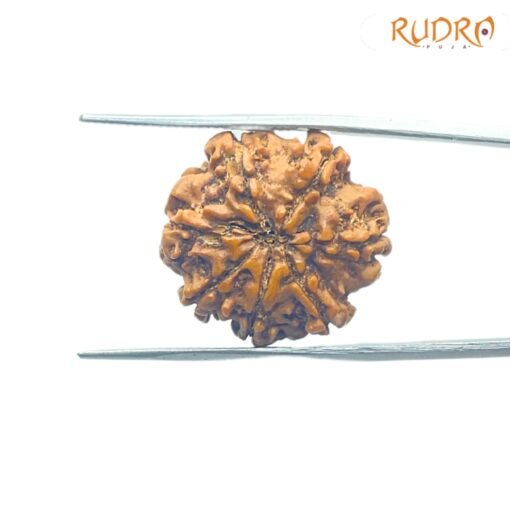 7-Mukhi-Nepal-Rudraksha-22.65MM-BP-C.jpg